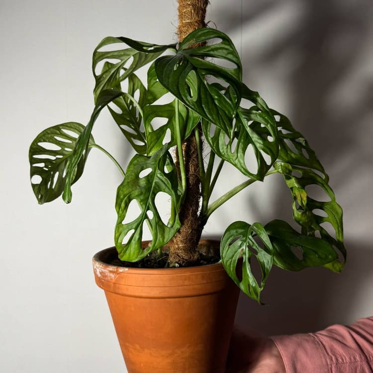 Monstera Monkey, piękna roślinka z podporą!