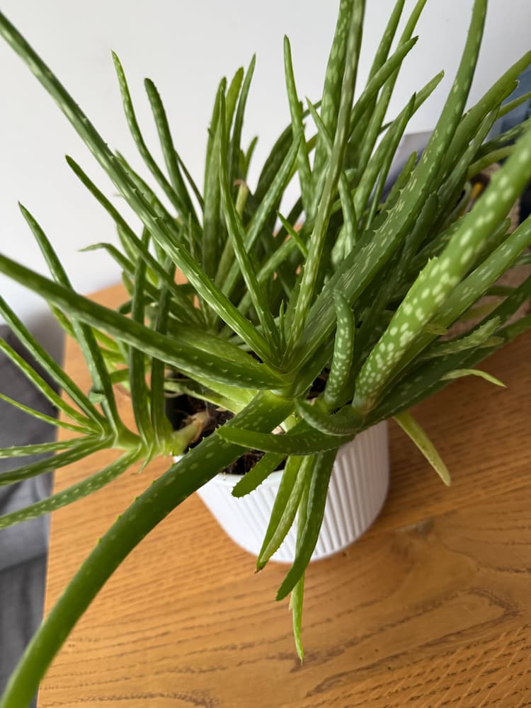 Aloes, wielki